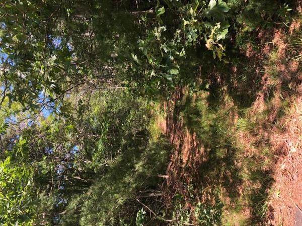 0 Old Stage Road - Photo 1