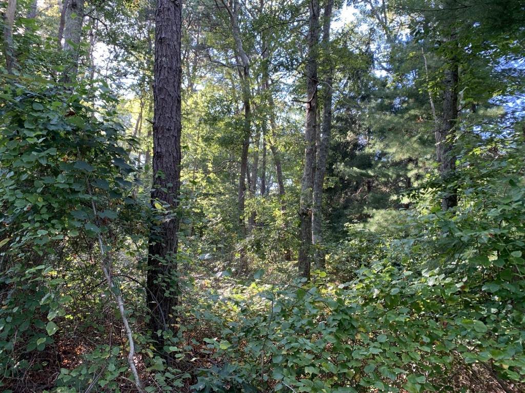 0 Evangeline Rd - Photo 1