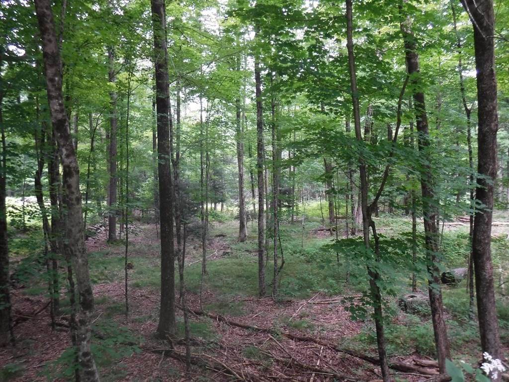 Lot 12 Vinton Rd - Photo 1