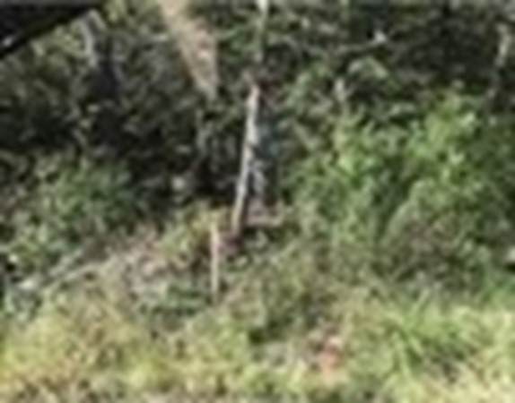 Lot 11 The Trail - Photo 1