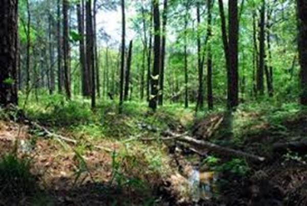 Lot 0 Kelton Road - Photo 1