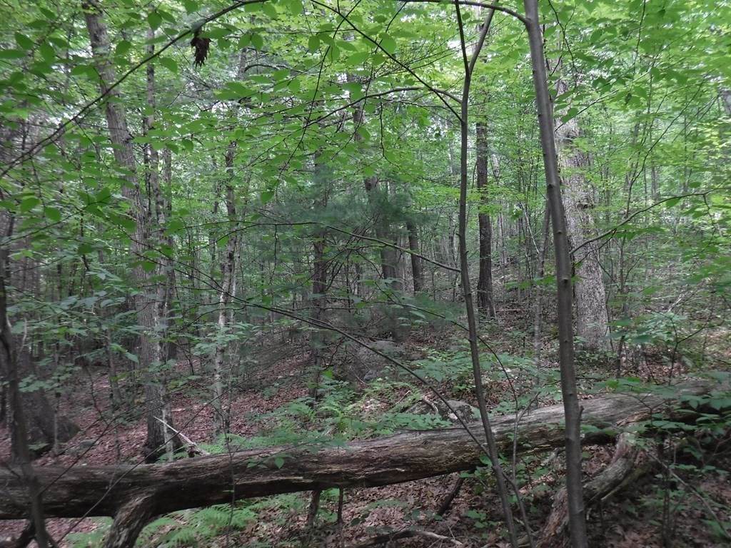 Lot 4 Lower Hampden Rd - Photo 1