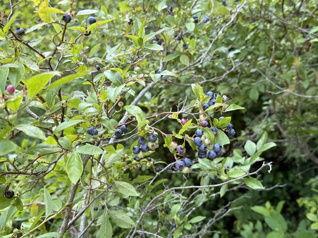 https://bt-photos.global.ssl.fastly.net/mlspin/orig_boomver_1_73531834_2.jpg