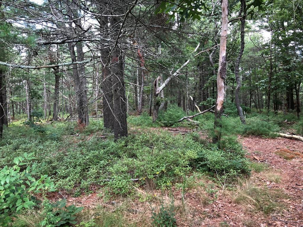 Lot C-1B Spring Avenue - Photo 1