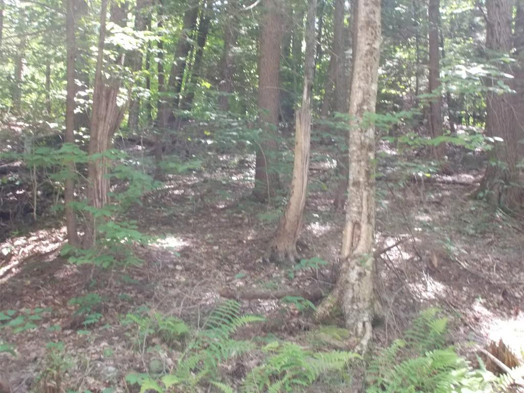 00 Willcut Rd - Photo 1