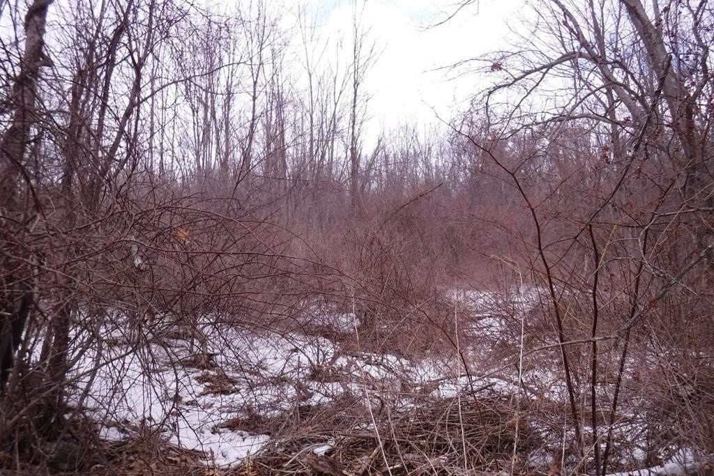 Lot 36 Oneill Rd - Photo 1