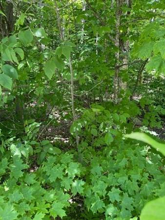 0 Silver Leaf Dr - Photo 1