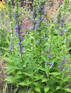 https://bt-photos.global.ssl.fastly.net/mlspin/orig_boomver_1_73566327_2.jpg
