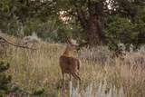 TBD Jack Creek Road, Moonlight Territory Parcel 5 - Photo 14