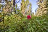Lot 7 Skywood Road - Photo 35