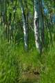 13830 (Tract B) Cottonwood Road - Photo 3