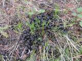 TBD Bear Track Road - Photo 16