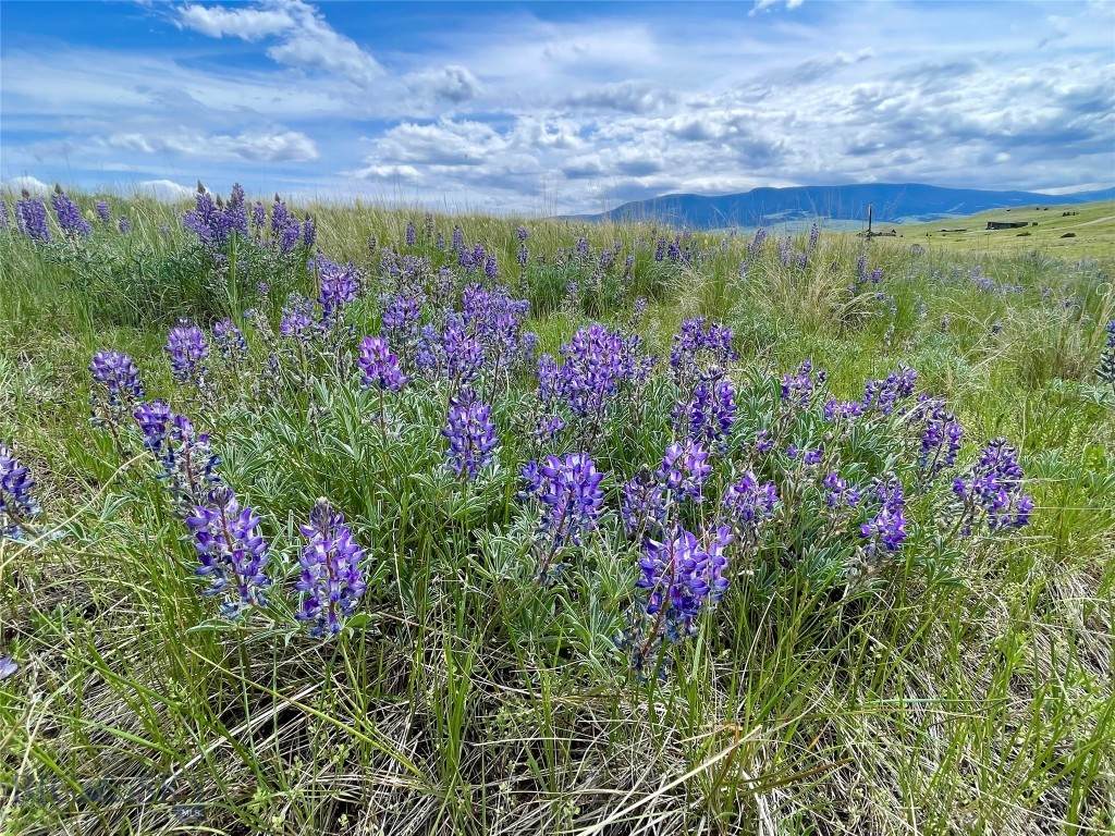 https://bt-photos.global.ssl.fastly.net/montana/orig_boomver_2_400886-2.jpg