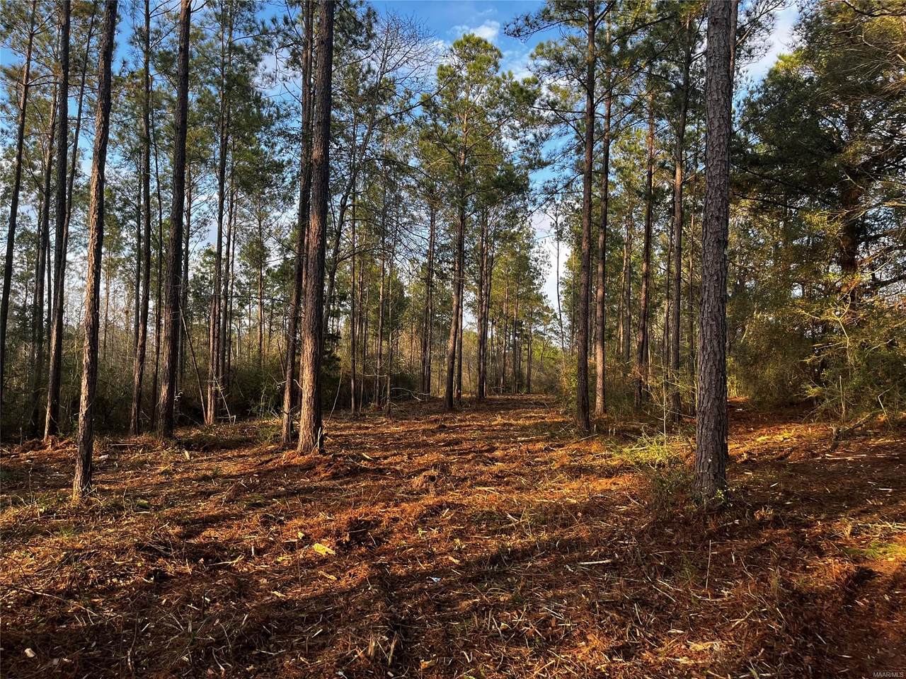 Lot 4 A County Road 651 - Photo 1