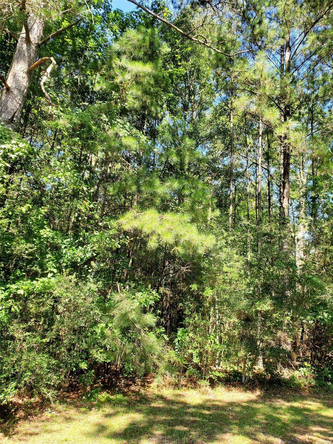 TBD County Road 107 - Photo 1