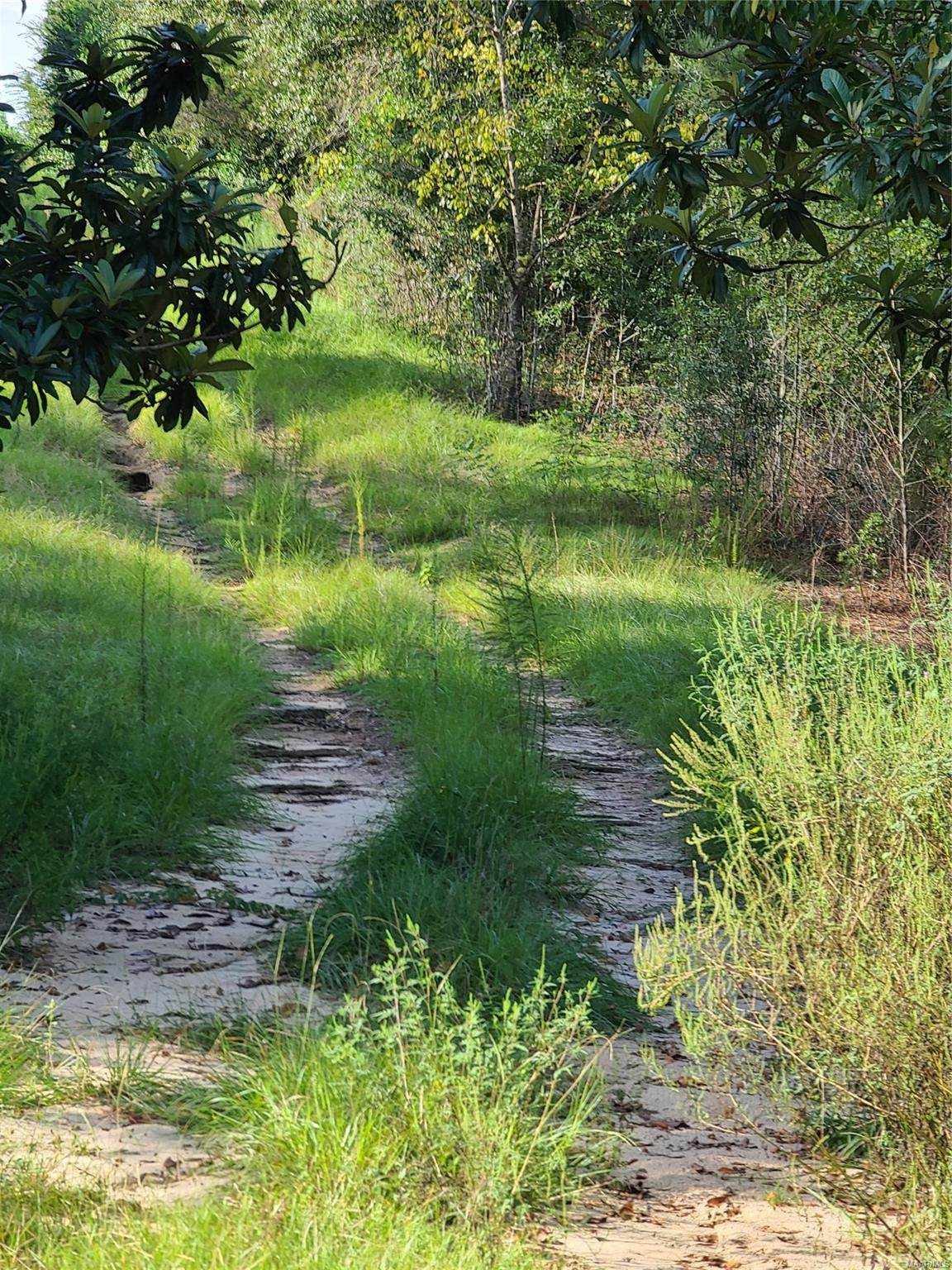 516 County Road 541 Road - Photo 1