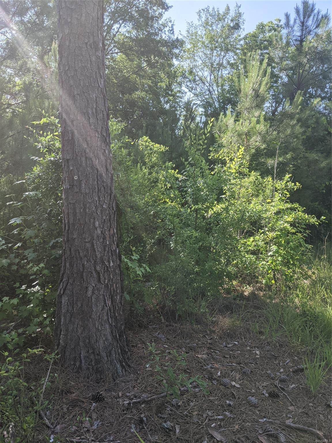 25177 Highway 49 Highway - Photo 1