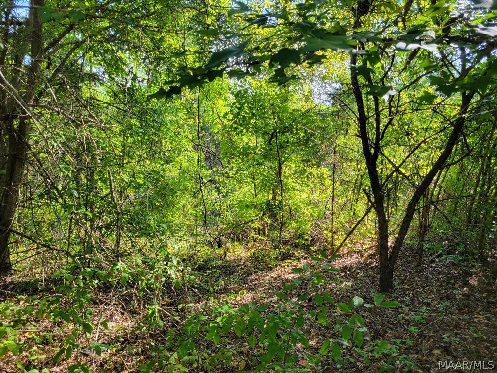 00 Old Georgia Plank Road - Photo 1