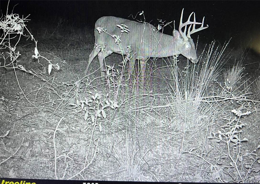 131+/- Acres County Road 682 - Photo 1