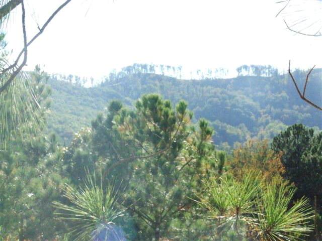 Lot 43 Wilderness Walk - Photo 1