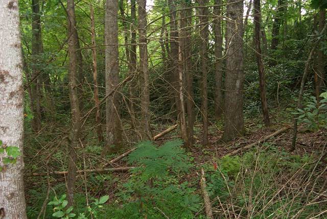 0 The Pines - Photo 1