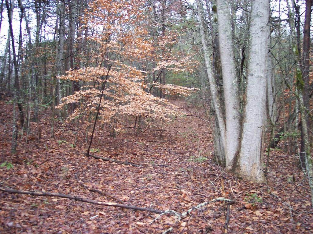 2363 Green Cove Road - Photo 1