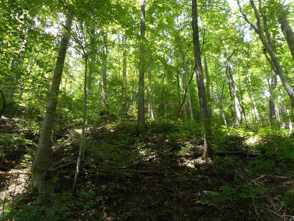 L12AB Nantahala Acres - Photo 1
