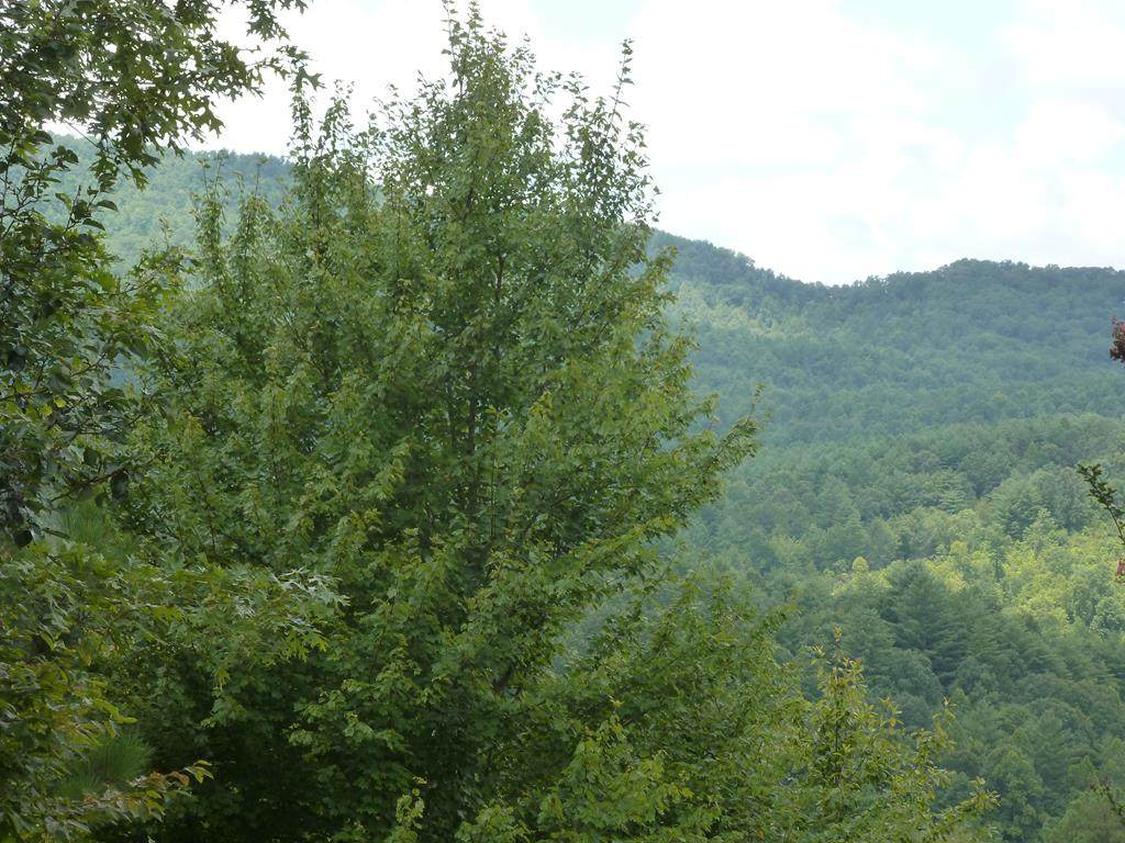 Lot 16 Dasali Way - Photo 1