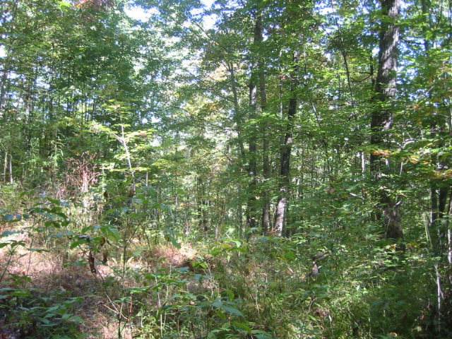 Lot 26 Beech Mountain Road - Photo 1