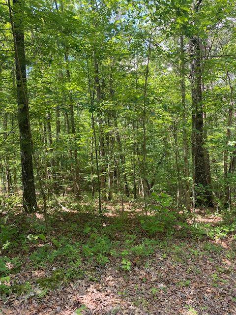 00 Mountain View Trail - Photo 1