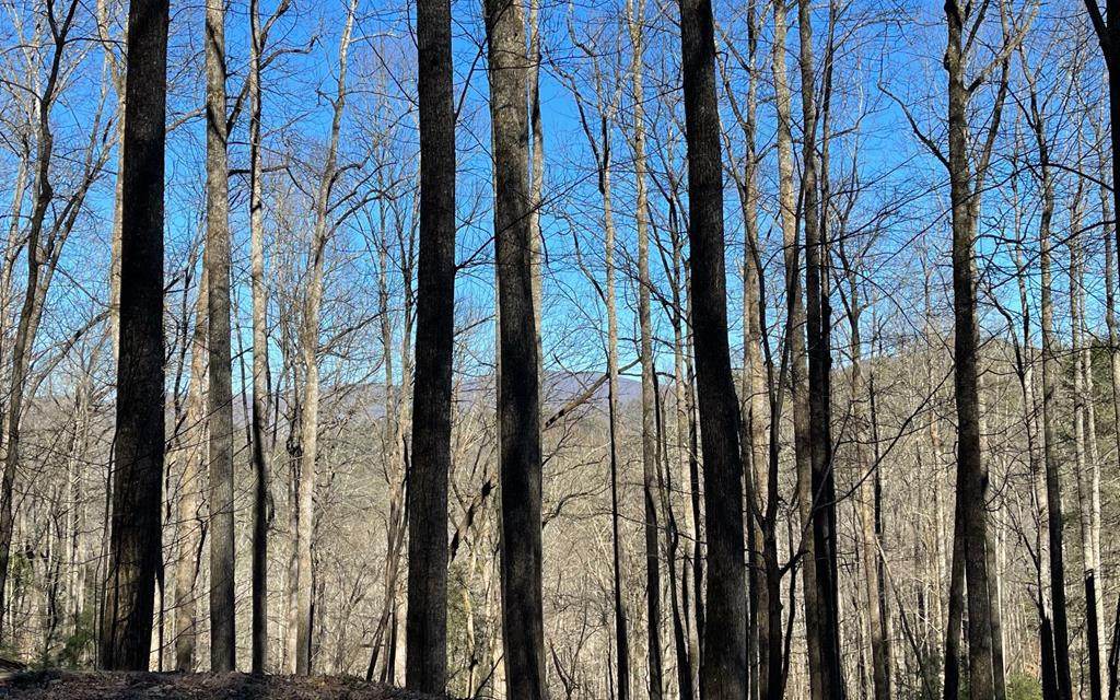 Tr 11 Soapstone - Photo 1