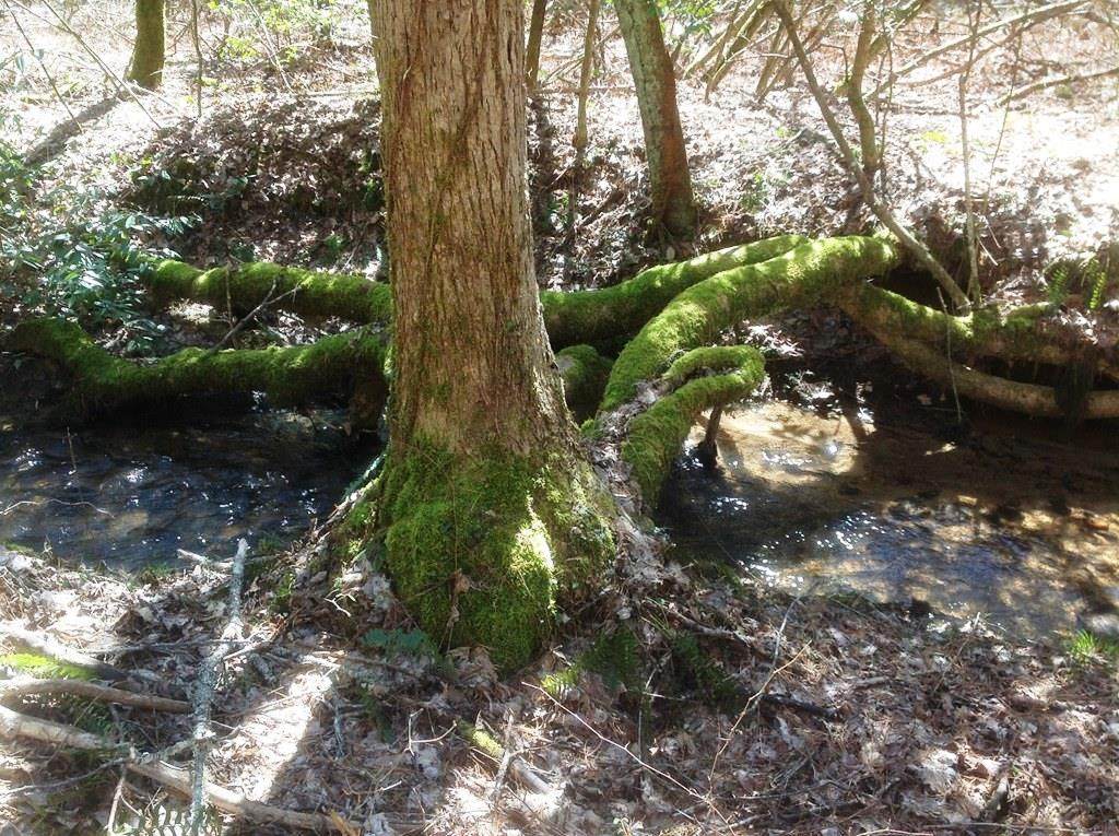 9.81 acr Camp Creek Rd - Photo 1