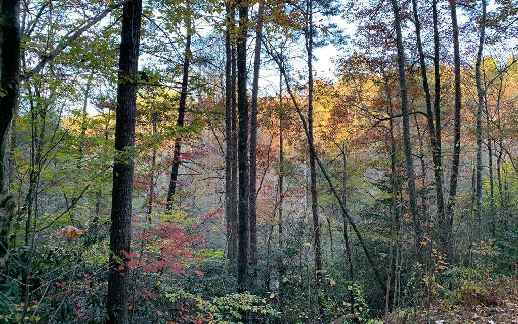 Lot #11 Laurel Branch Rd - Photo 1