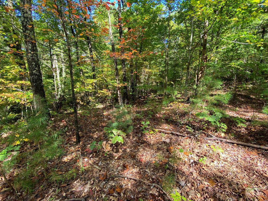 lot 32 Prince Road - Photo 1
