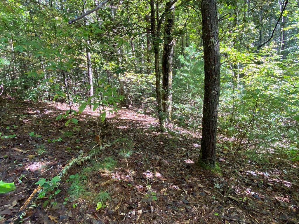 lot 28 Prince Road - Photo 1