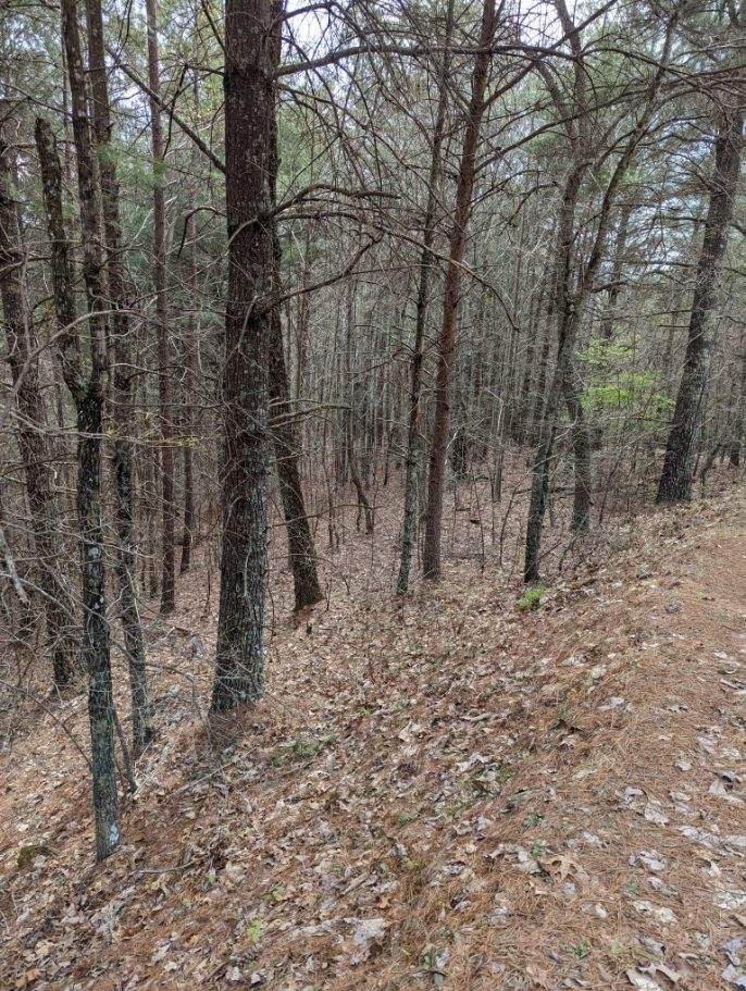TBD Choctaw Ridge Trail - Photo 1
