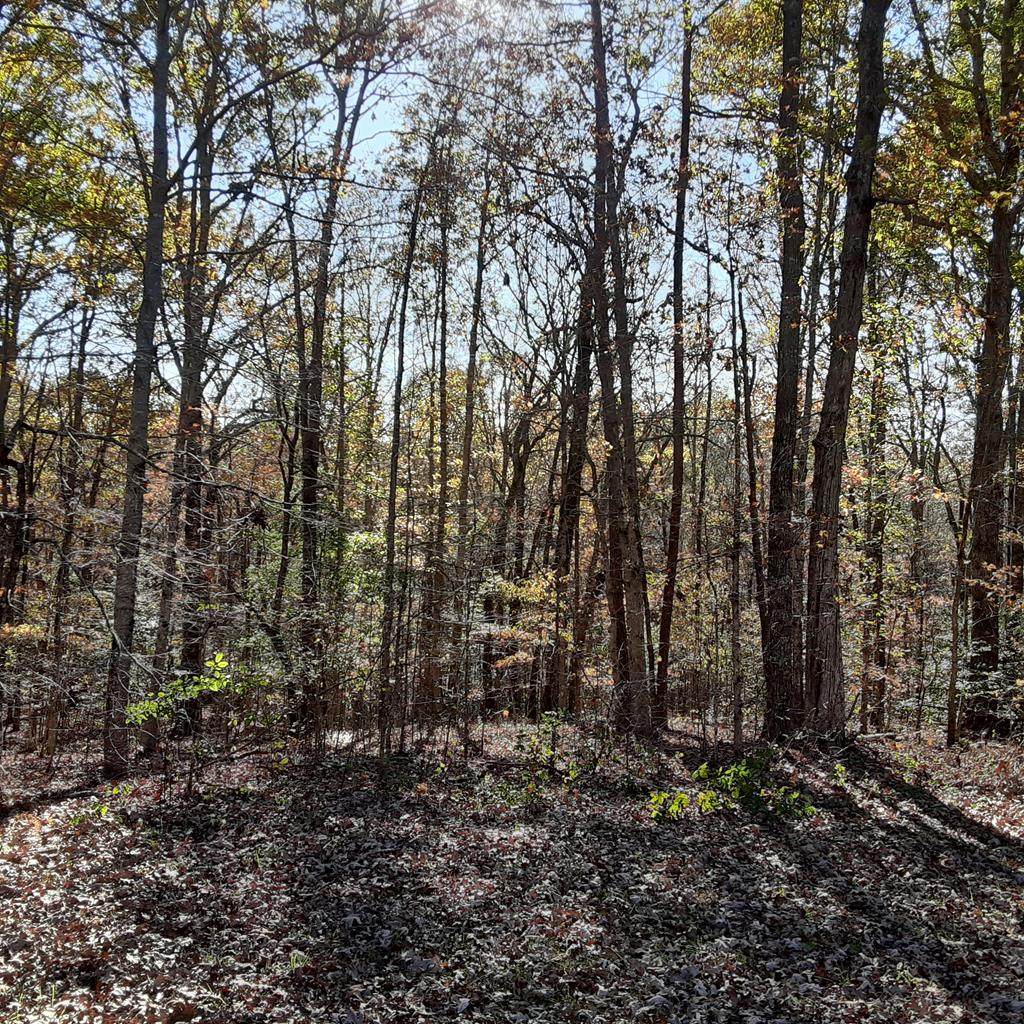 Lot #8 Mountain Wood Drive - Photo 1