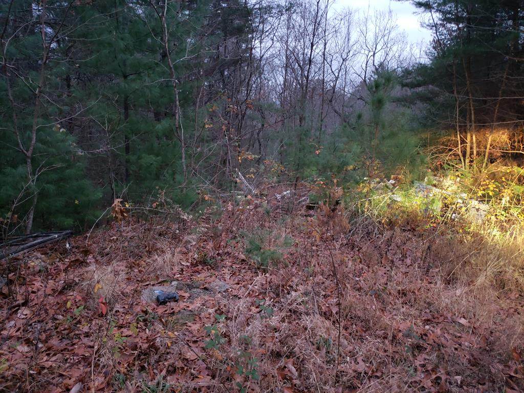 17.73 AC Beaver Dam Rd - Photo 1