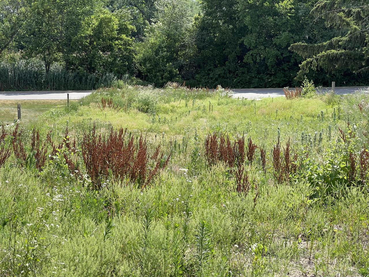 1N672 Western Avenue - Photo 1