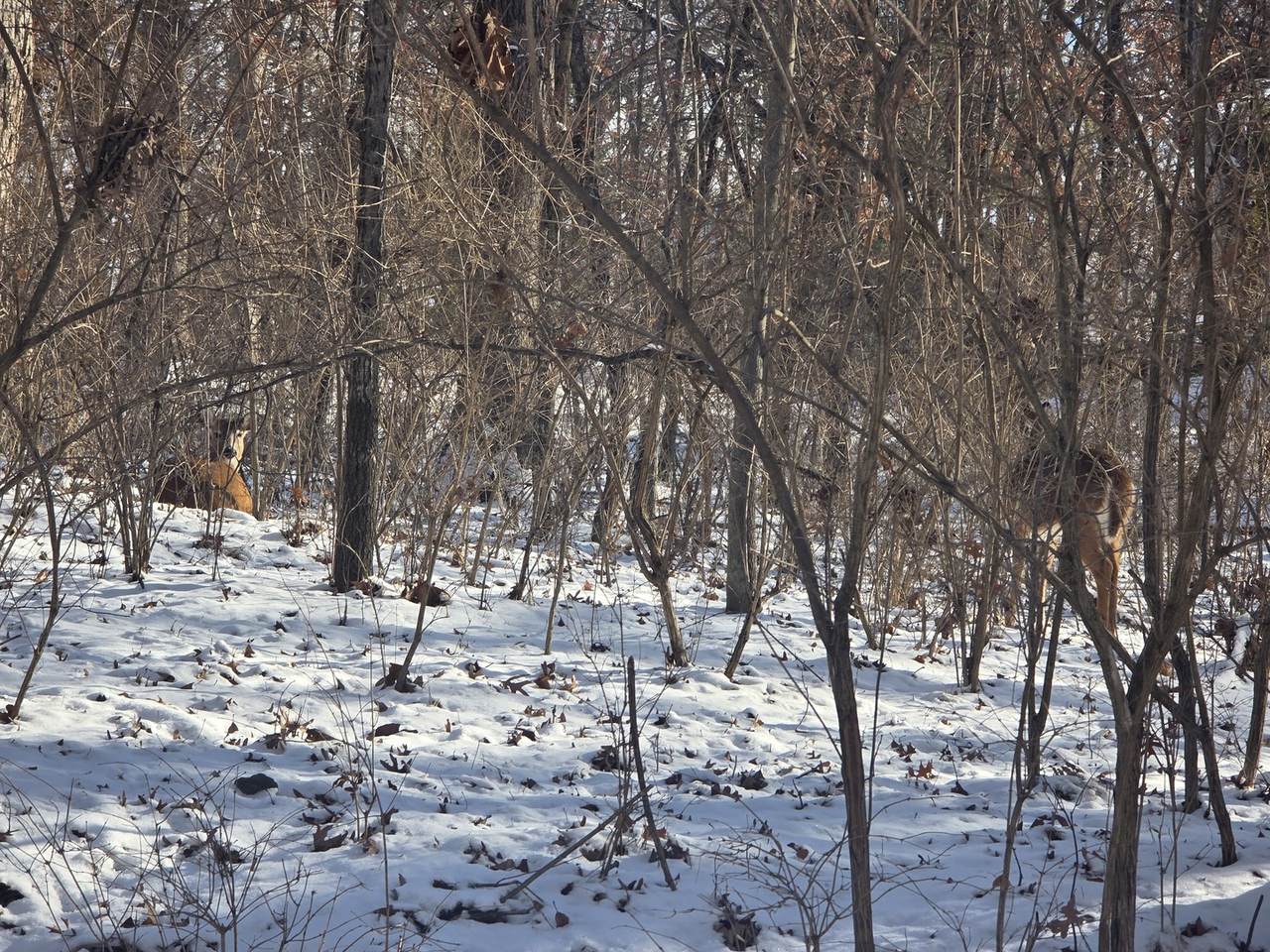 https://bt-photos.global.ssl.fastly.net/mred/1280_boomver_1_12553113-1.jpg