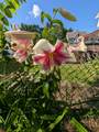 739 11th Street - Photo 28