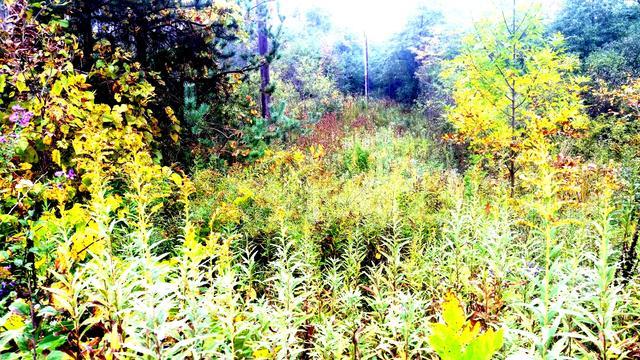 0 County Line Road - Photo 1