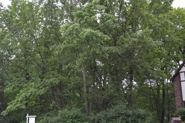 12821 Pheasant Court - Photo 1