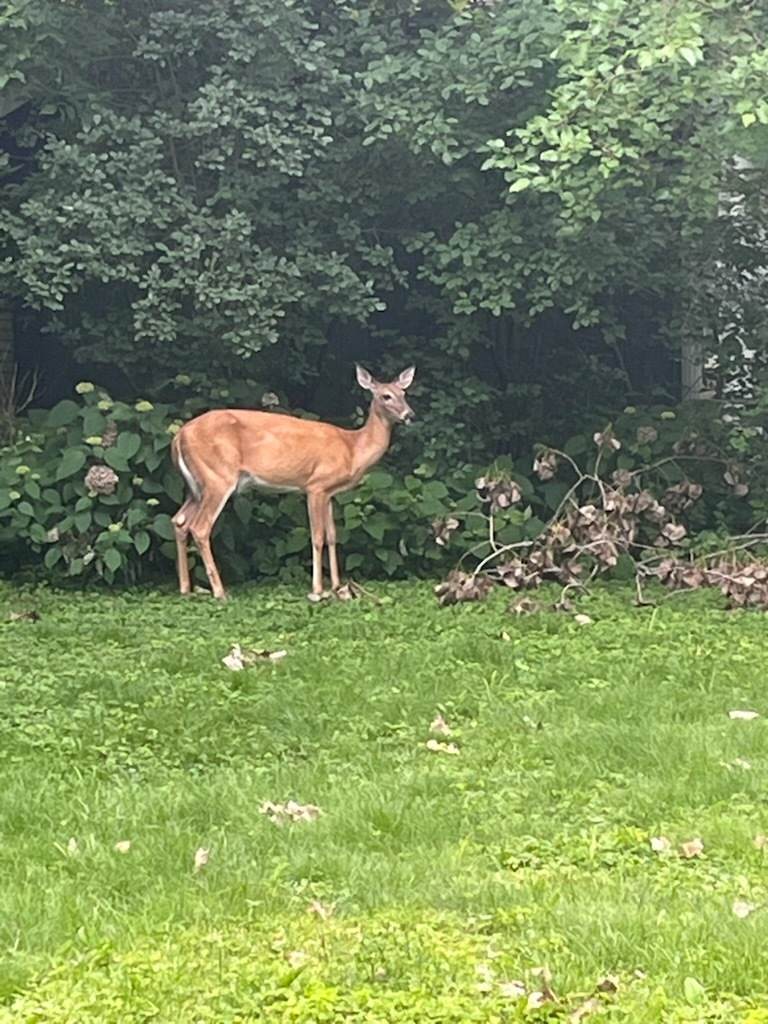 65 Lincolnshire Drive - Photo 1