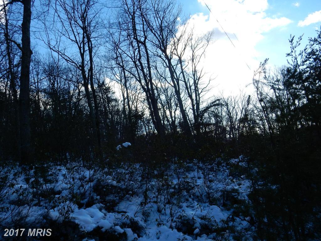 30 Virginia Pine - Photo 1