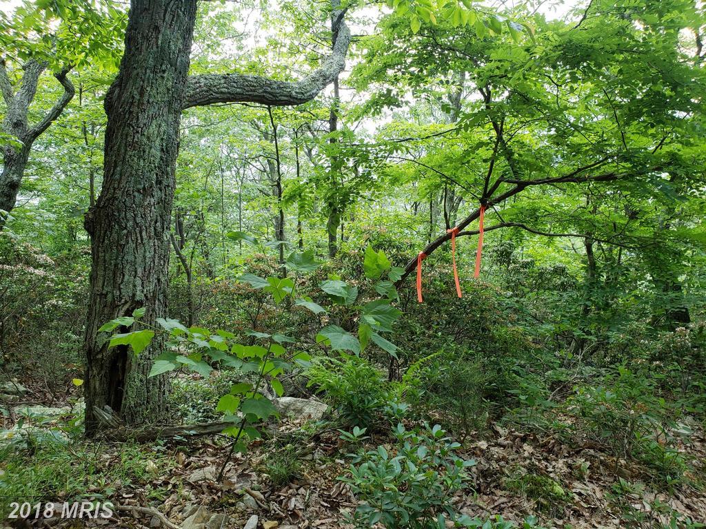 Lot 30 Panther Road - Photo 1