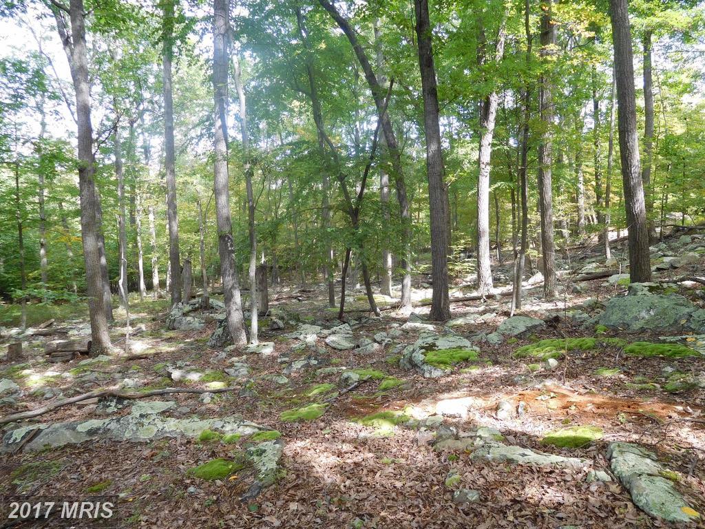 D15 Honey Locust - Photo 1