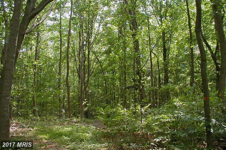 16709 Candy Hill Road - Photo 1