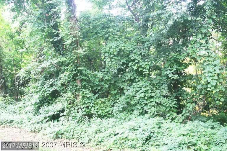 Chestnut Oak - Photo 1