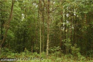 Shady Forest Lane - Photo 1